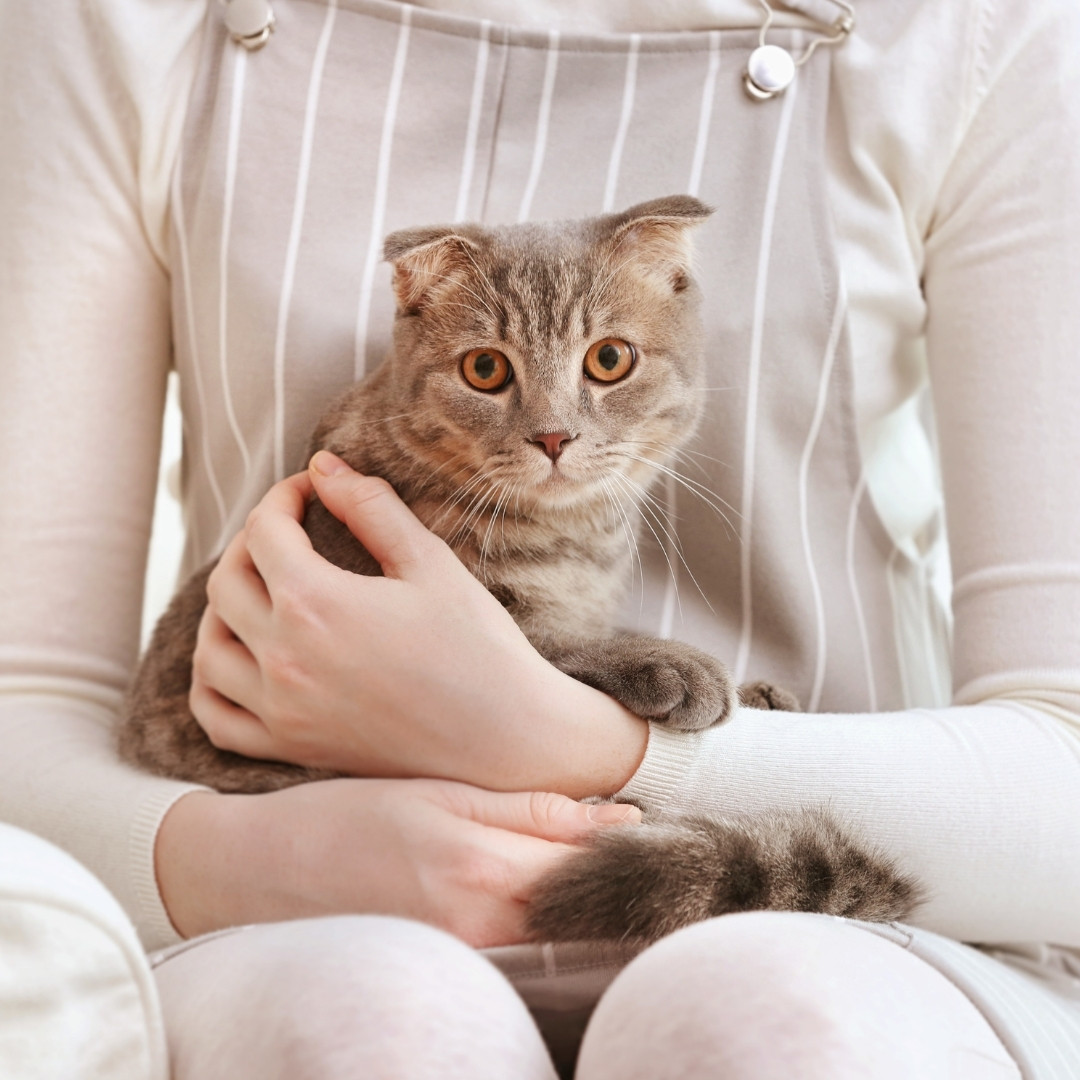 A grey tabby cat with wide amber eyes sits calmly in a person's arms.