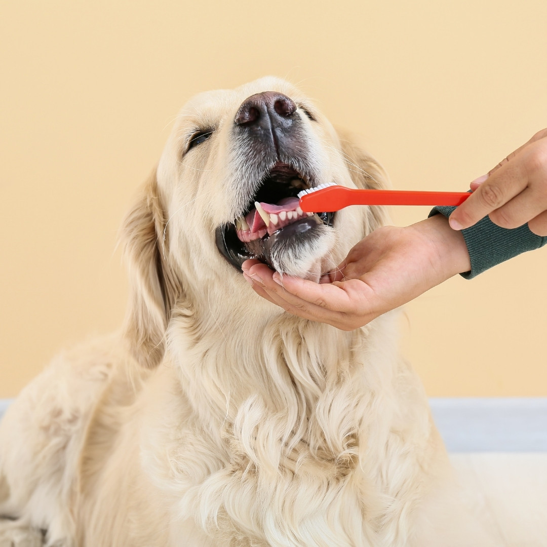 A golden retriever with eyes closed relaxes as a person gently brushes its teeth using a red toothbrush.