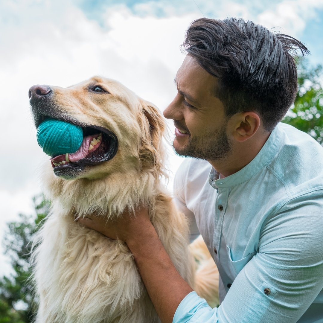 A man smiles with a Golden Retriever holding a blue ball in its mouth.