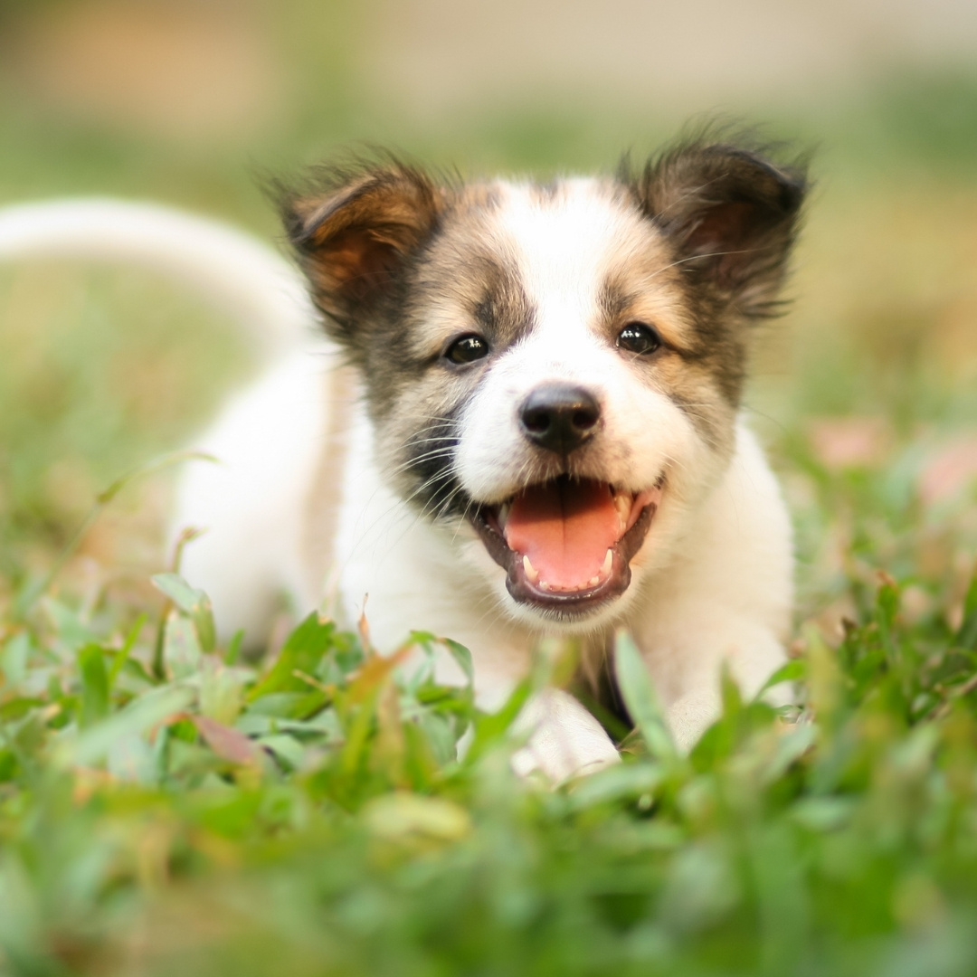 Puppy happily playing in a field.