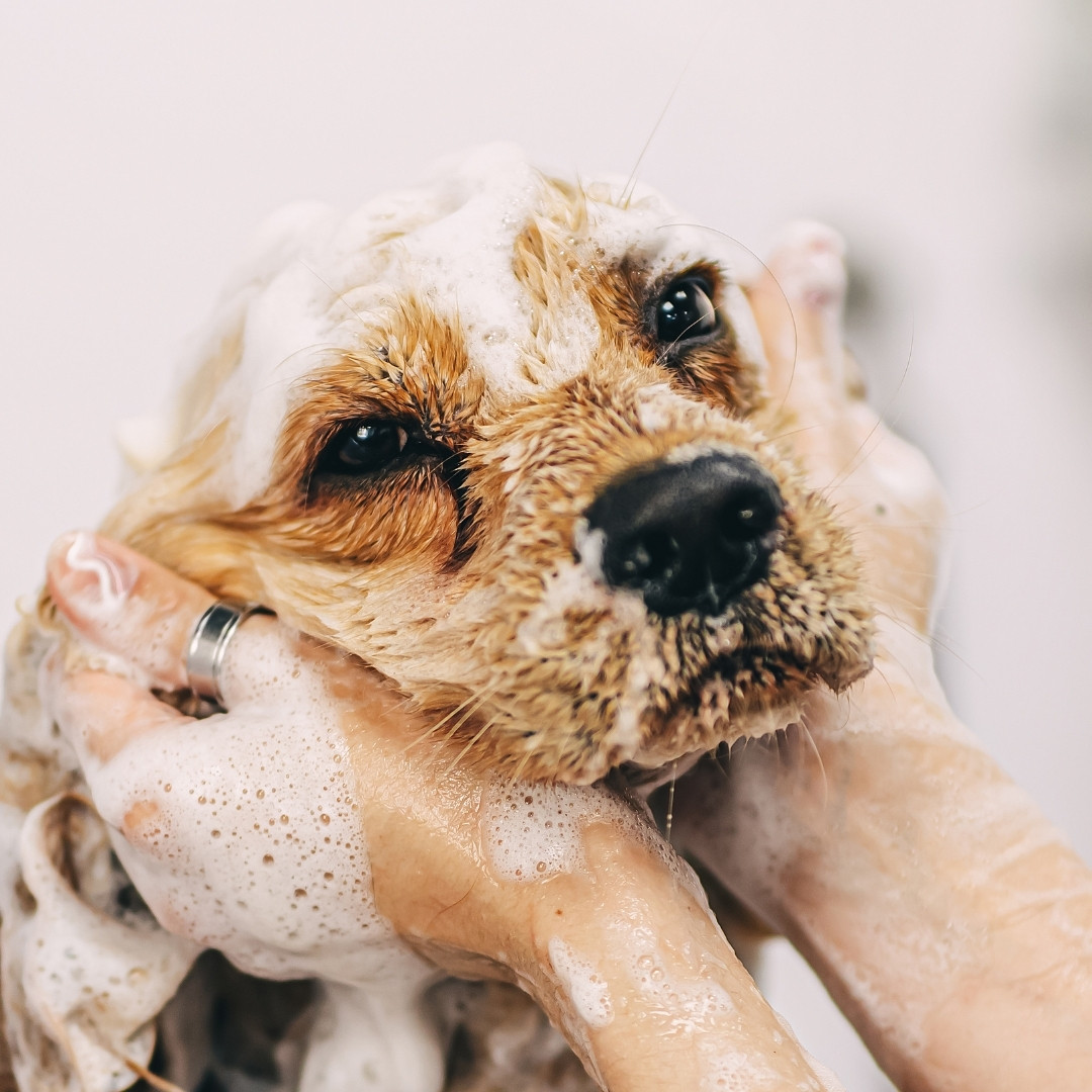 A wet dog covered in soap bubbles is being gently scrubbed by a person's hands for a bath.