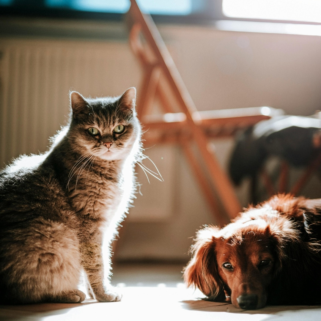 A fluffy gray cat sits beside a relaxed brown dog in soft sunlight.