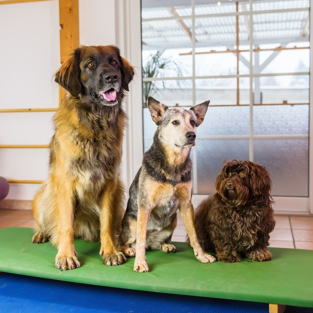 Three dogs sit on a green mat indoors.