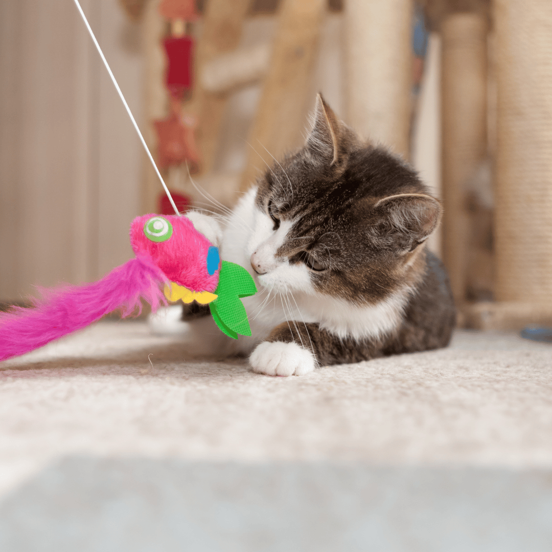 grey and white cat playing with a feather toy